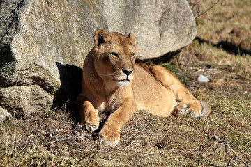 Löwe - Panthera leo