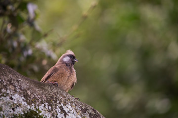 bird in aberdare in Kenya, Africa