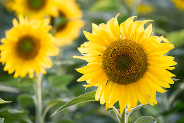 Obraz premium Field of blooming sunflowers at sunset, close-up