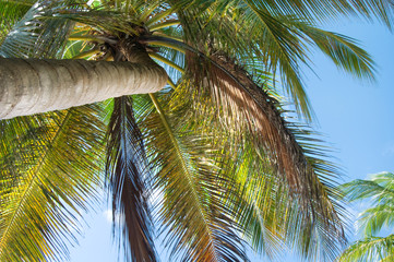 Fototapeta premium palm tree infront of blue sky