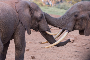 elephants kissing