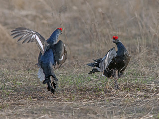 mating dance of the grouse in the field