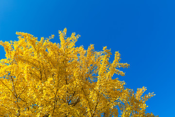 Fototapeta premium イチョウの黄葉