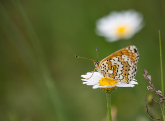 macrophotographie d'un papillon: Mélitée du plantain (Melitaea cinxia) 