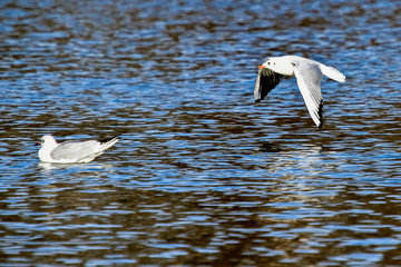 Möve im Flug - Charadriiformes