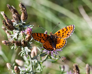 macrophotographie d'un papillon:Mélitée orangée (Melitaea didyma)  