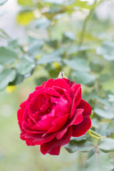 Beautiful red rose in the garden in the background