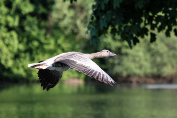 Obraz premium Gans im Flug - 