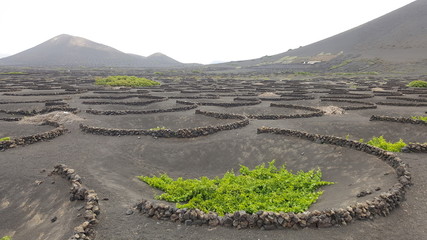Beautiful landscape and winegrower of the Canary Island of Lanzarote