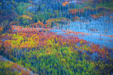 Aerial view of colorful autumn trees