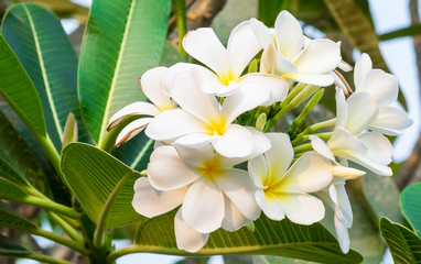 Plumeria