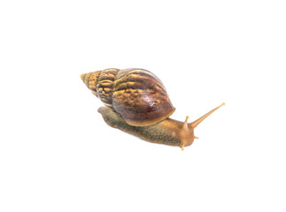Closeup snail moving on floor isolated on white background with clipping path