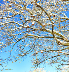 Obraz premium Snow covered trees