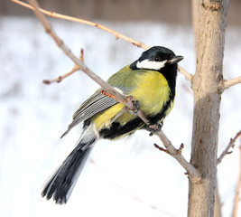 Obraz premium Titmouse