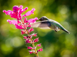 Hummingbird Feeding