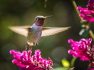 Hummingbird Feeding