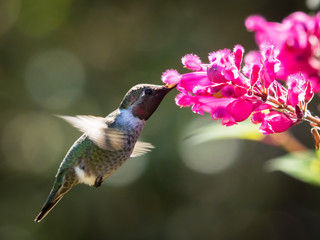 Hummingbird Feeding