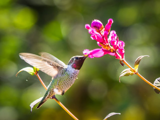 Hummingbird Feeding