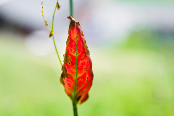 Red leaf on a green blurry background