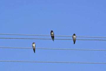 swallows
