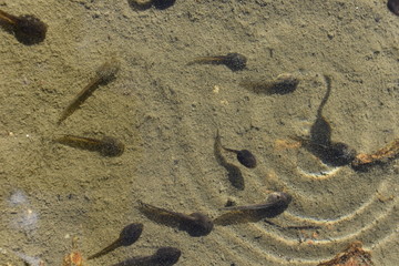 Fototapeta na wymiar Swarm of swimming tadpoles in a lake
