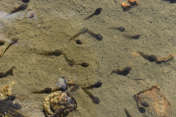 Swarm of swimming tadpoles in a lake