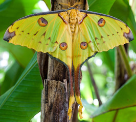 macrophotographie d'un papillon: Papillon comète de Madagascar (Argema mittrei)