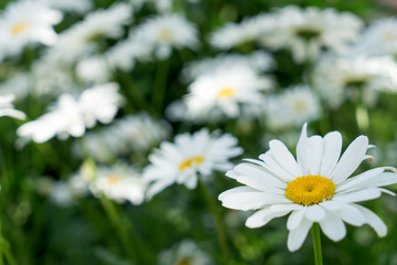 Marguerite / beautiful marguerite in a garden