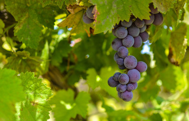 Bunches of red muscat wine grapes growing in autumn join vineyard. Close up view of fresh red wine grape in fall.