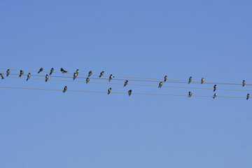 swallows