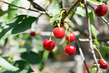 Obraz premium red cherries / red cherries on a cherry tree