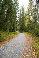 Obraz premium Path to forest on an autumn day.