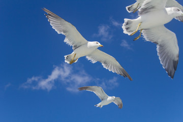 Seagulls in full flight at the Matsushima islands, Miyagi, Japan