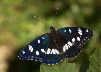 macrophotographie d'un papillon: Petit sylvain (Limenitis camilla)