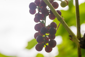 Grapes on a branch