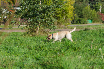 Obraz na płótnie Canvas very cute young purebred labrador dog with beautiful brown white fur with brown eyes ears big head mouth teeth happily walking in the park on a nice sunny weather outdoors