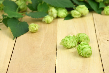 Young fragrant hop cones on the wooden background. Close-up.