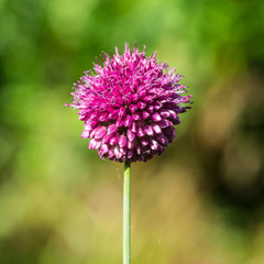 Allium Drumstick