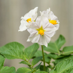Obraz premium Potato Charlotte Blossom