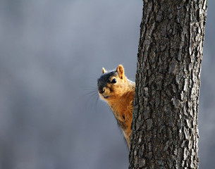 Squirrel