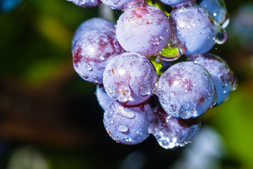 Grapes on a branch