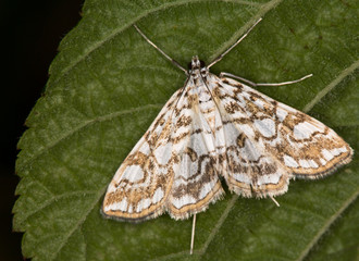 Naklejka premium macrophotographie d'un papillon: Phalène du nénuphar (Elophila nymphaeata)