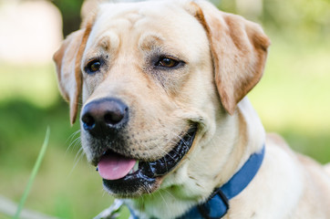 very cute young purebred labrador dog with beautiful brown white fur with brown eyes ears big head...