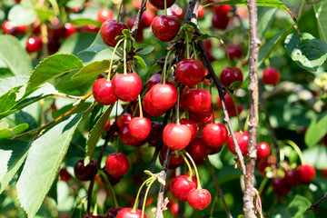 red cherries / red cherries on a cherry tree