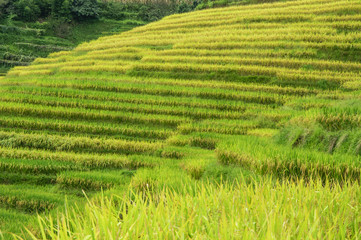 The terraced fields in autumn