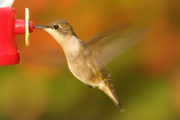 Ruby-throated Hummingbird At A Feeder