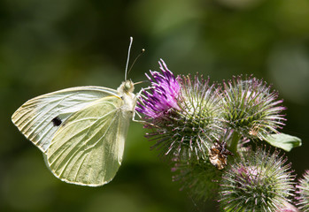 macrophotographie d'un papillon: Piéride de la rave (Pieris rapae)