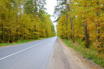 The beautiful autumn forest with road.