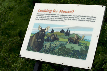 Closeup of a sign board with information about moose, Hecla Grin