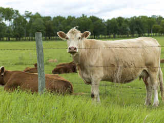 Naklejka na ściany i meble Cattle in a field, Manitoba, Canada